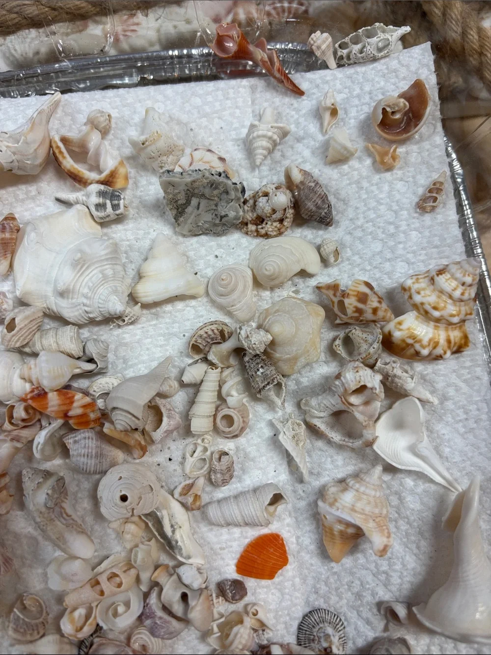 Natural Mixed Seashells Decorative Aquarium Substrate miniature Sanibel shells
